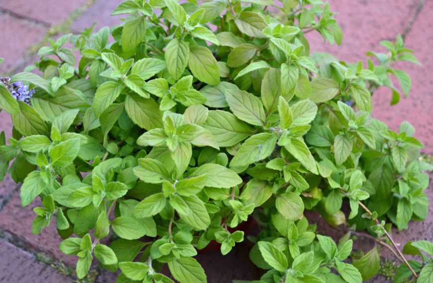 Banana mint growing in a container.
