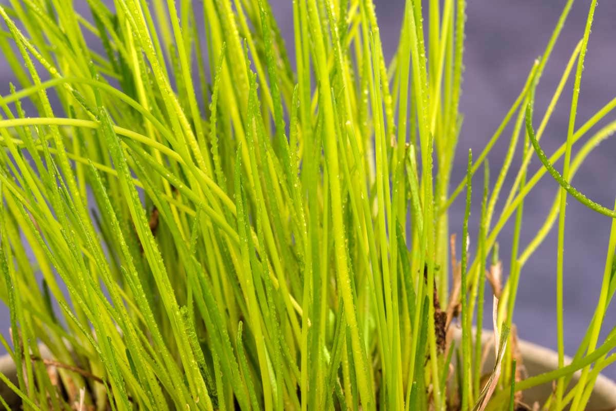 Close up of green chives growing in a terracotta pot.