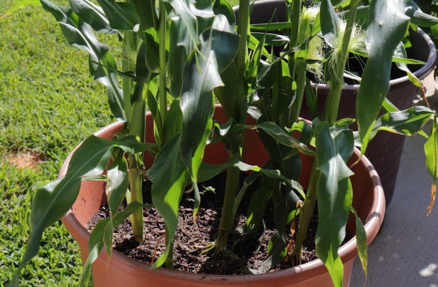 Corn plants growing in a large plastic pot.