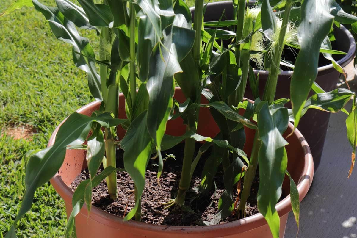 Corn plants growing in a large plastic pot.