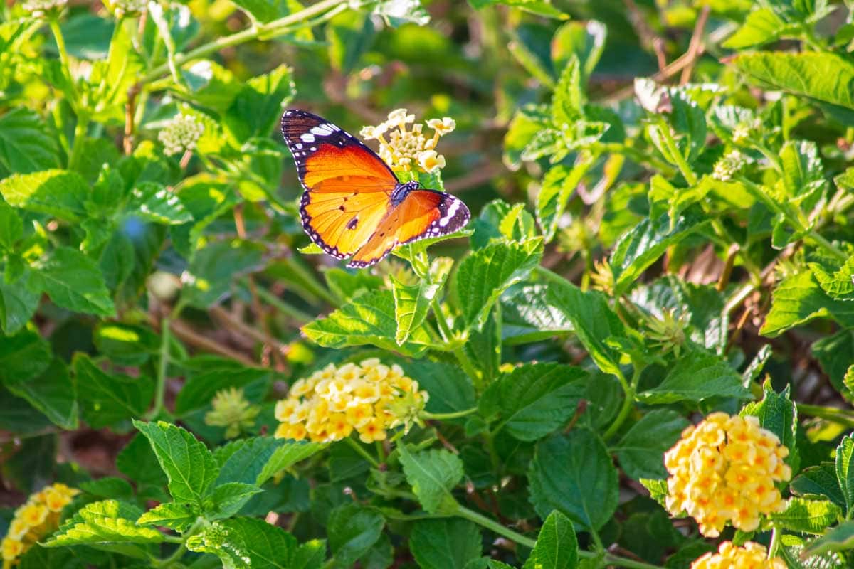 Monarch butterfly on Egyptian mint flowers.