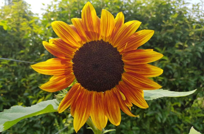 Giant Sunflowers: Planting and Growing Guide