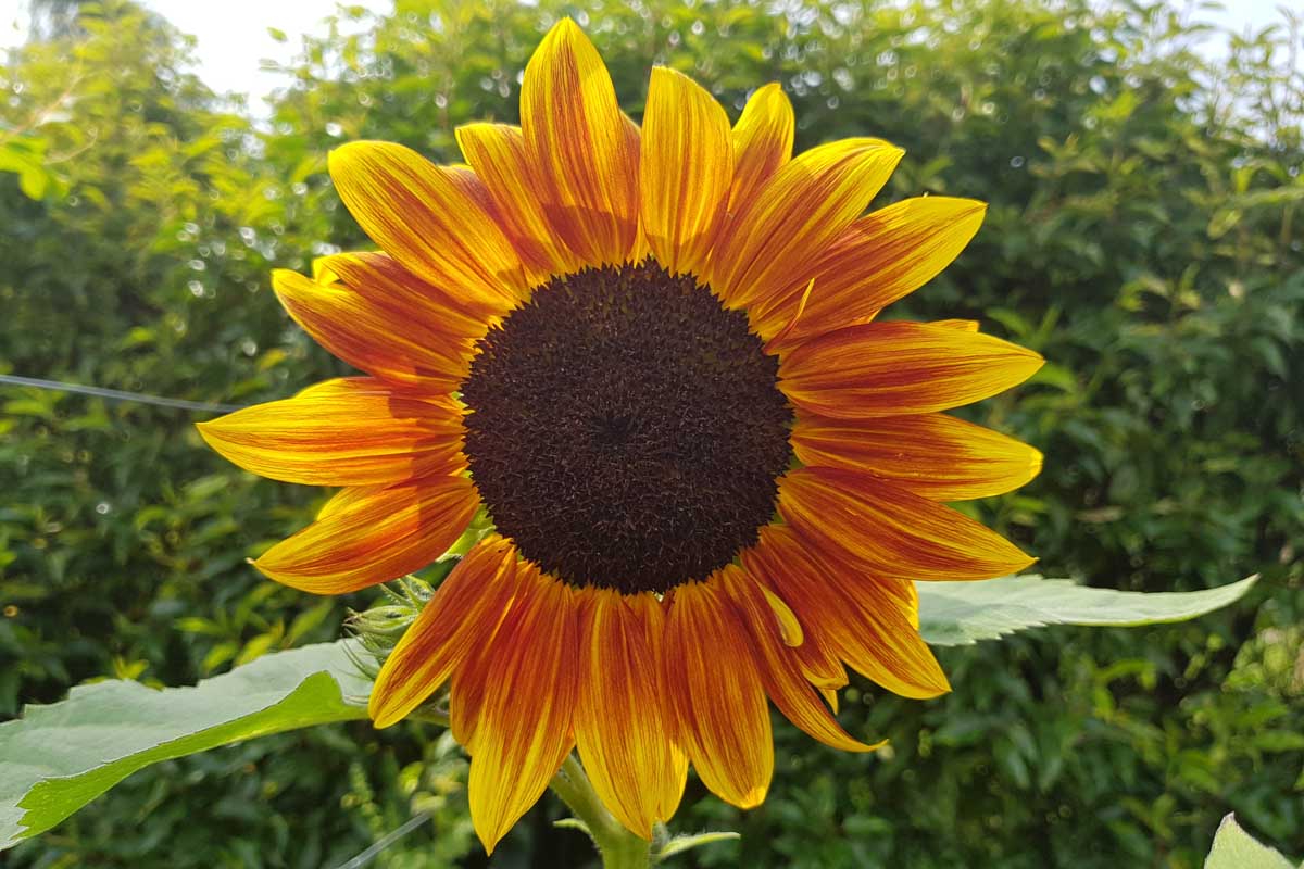 Giant orange and yellow sunflower fully in bloom.