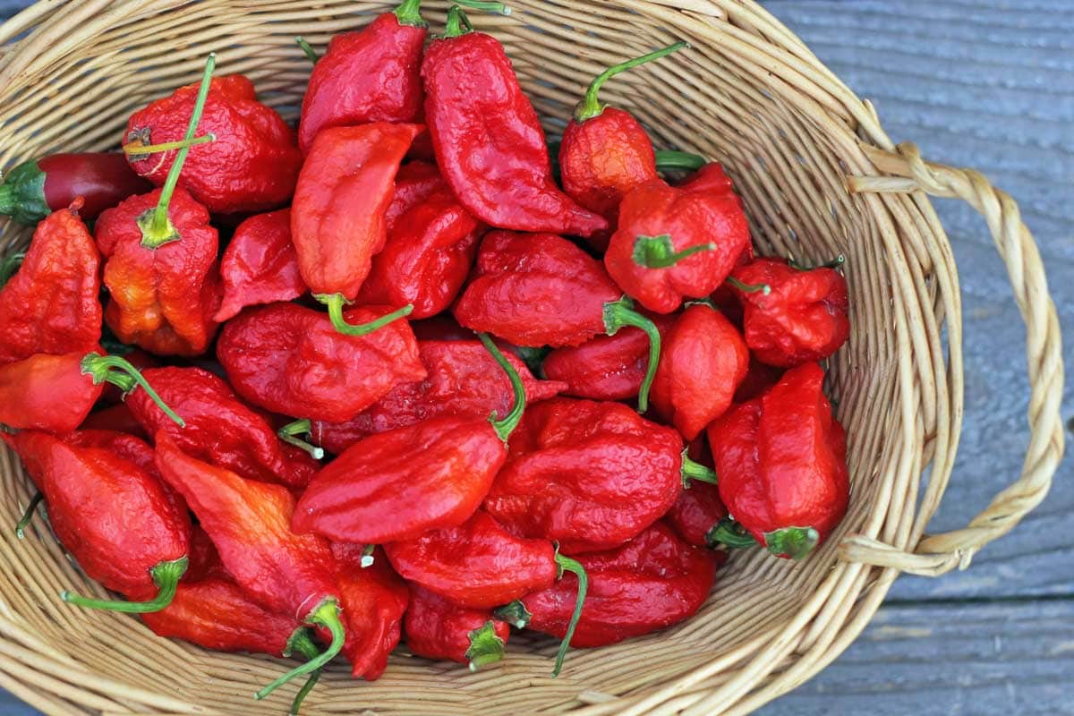 Basket of freshly harvested ghost chili peppers.
