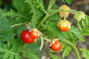 Litchi tomatoes growing on the vine.