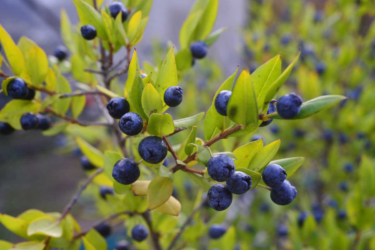 Ripe blue myrtle berries on the bush.