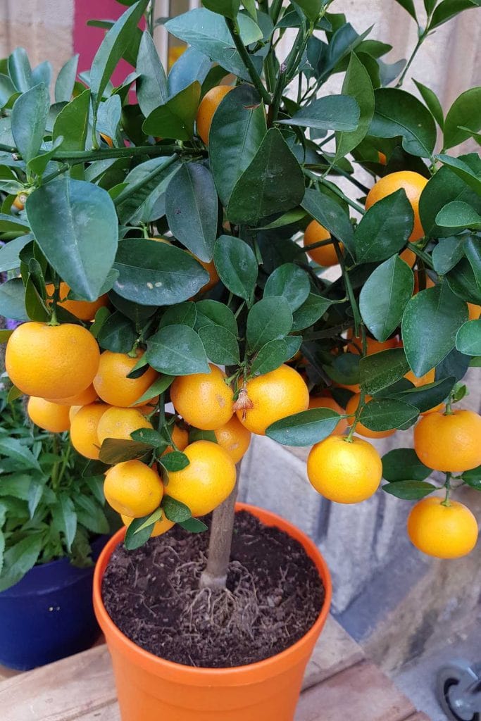 Orange tree with mature fruit growing in a flowerpot indoors.