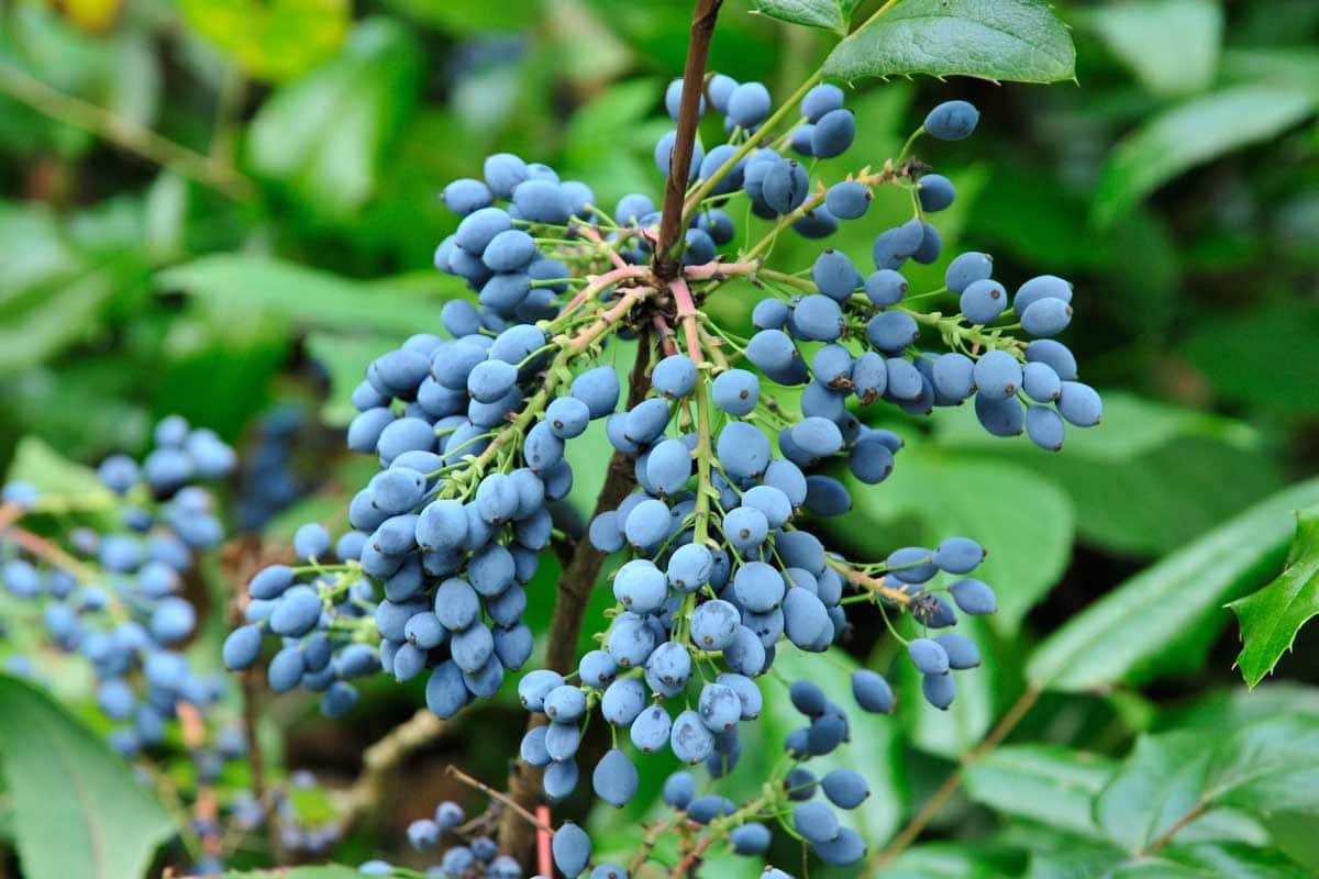 A cluster of ripe blue Oregon grapes (Mahonia aquifolium) hanging on the tree.
