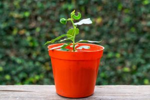 Peach seedling growing in a orange pot.