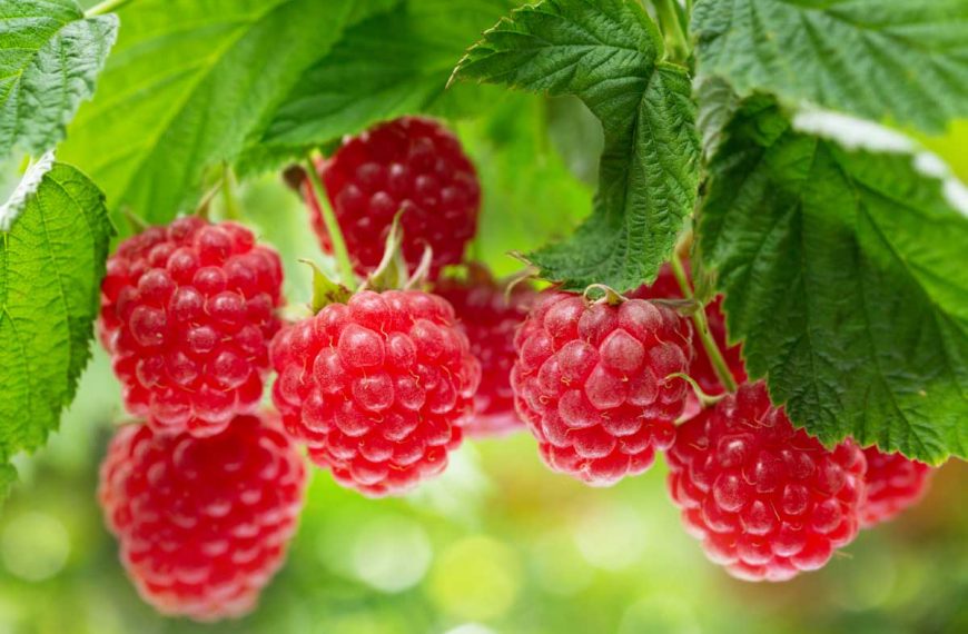 How to Grow Raspberries from Seed