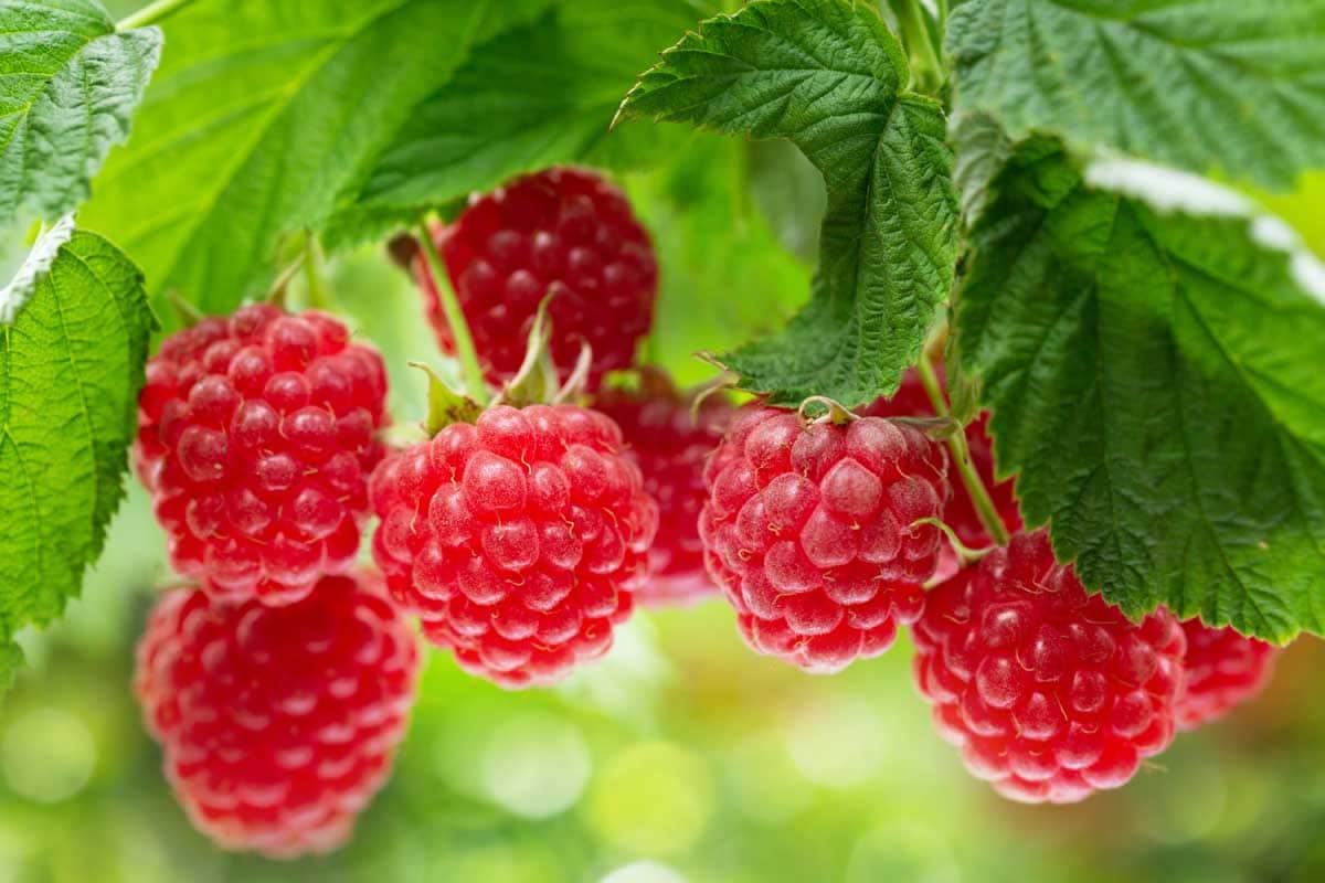 Close up of ripe raspberries in a garden growing on their canes.