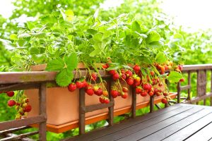 Strawberry plants with ripe red fruit growing in a rectangular container or planter.