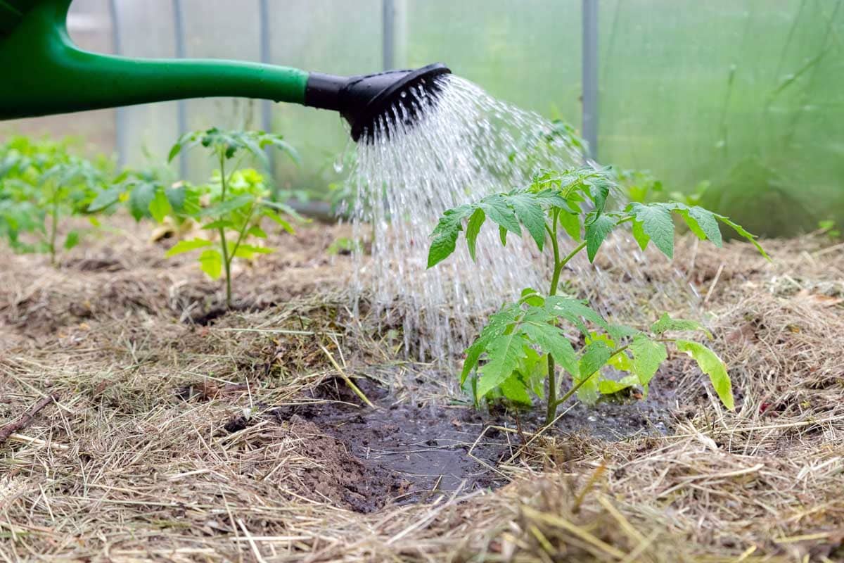 Plastic watering can sprinkling waltcher tomato plants mulched with straw. in the greenhouse.