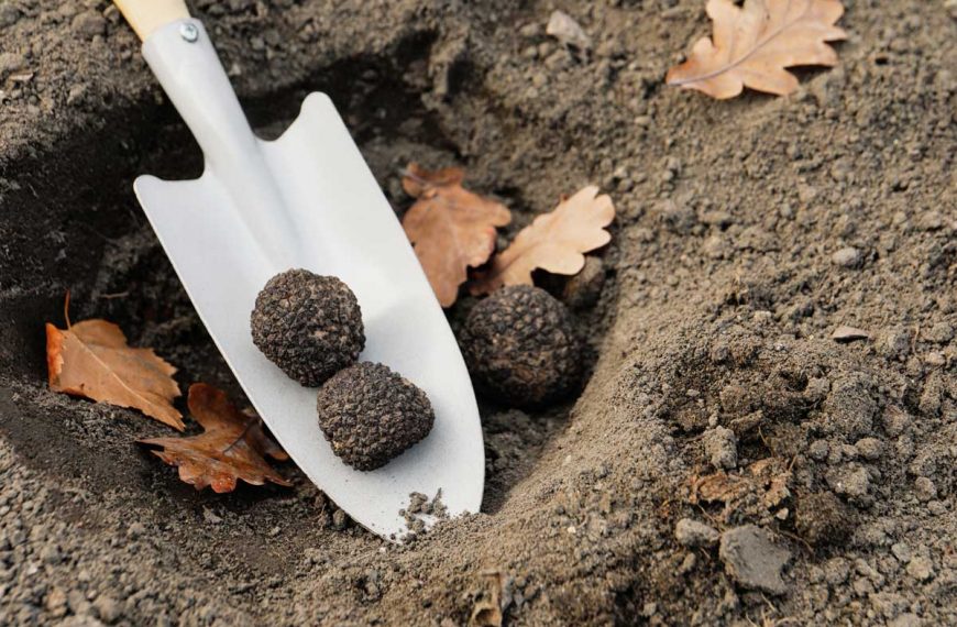 Shovel with fresh truffles in a small hole in the dirt under an oak tree.