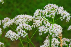 Anise plant (Pimpinella anisum) with white flowers.