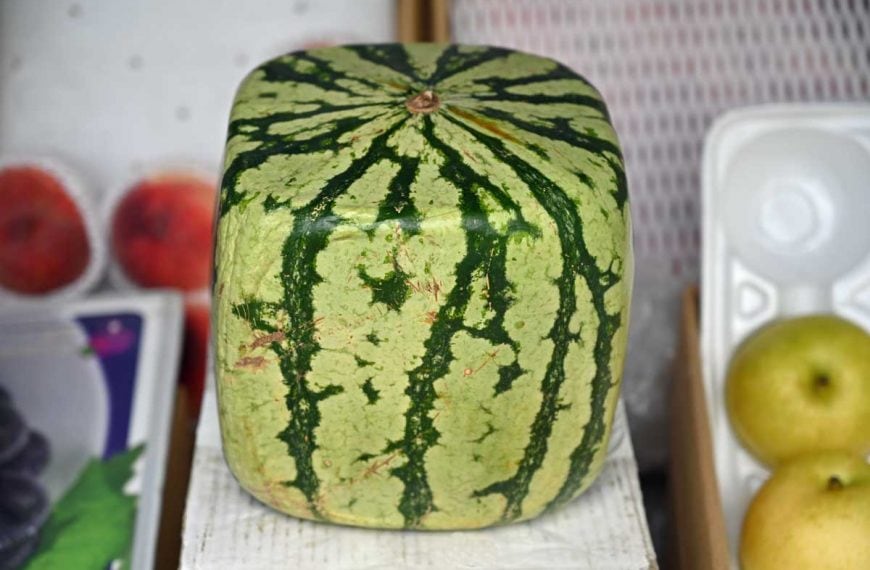 How to Grow a Square Watermelon