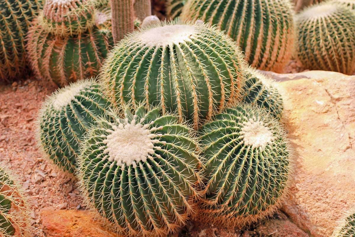 A cluster of golden barrel cactuses.