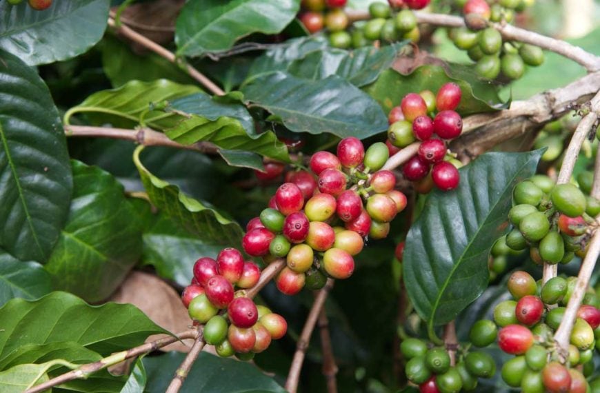 Red ripe coffee berries or cherries hanging from the branches of the tree.