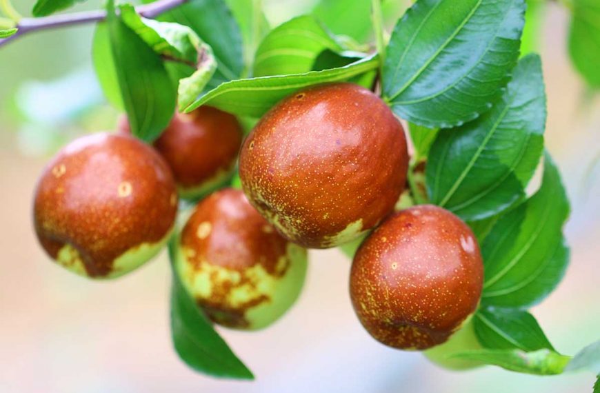 Jujube fruit hanging from the tree branch.