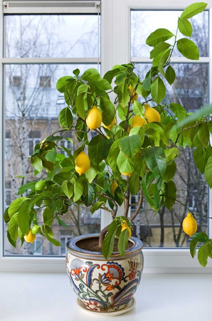 Potted lemon tree with fruit on a window sill.