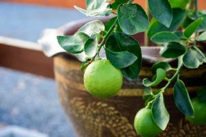 Close up fruit on a lime tree growing in a flower pot.