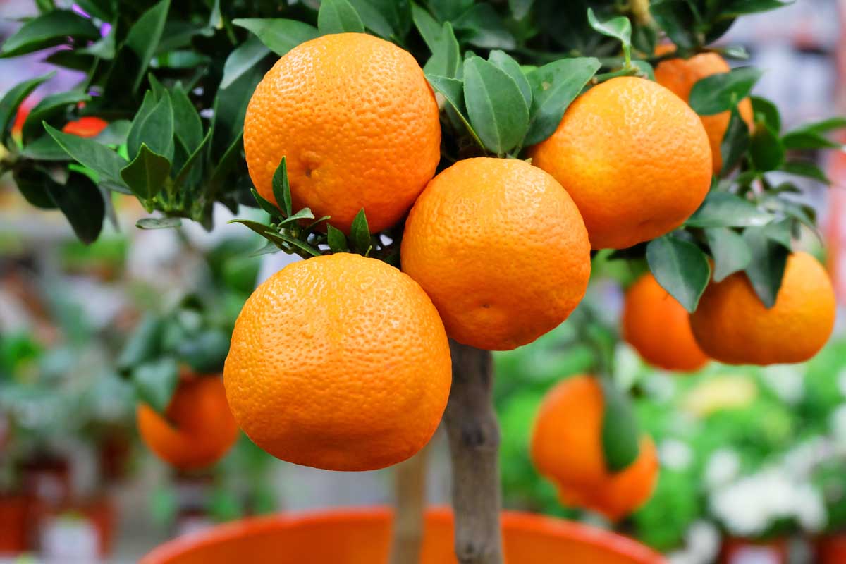Close up of a fruiting mandarin orange tree being grown as a houseplant.
