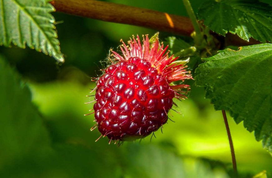 How to Grow and Care for Salmonberry Shrubs