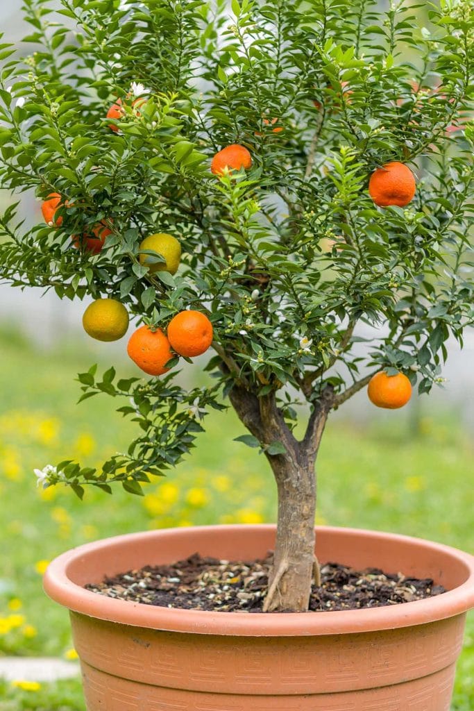 A potted tangerine tree moved outside during the summer.