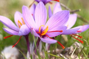 Close up of blooming crocus saffron flowers.