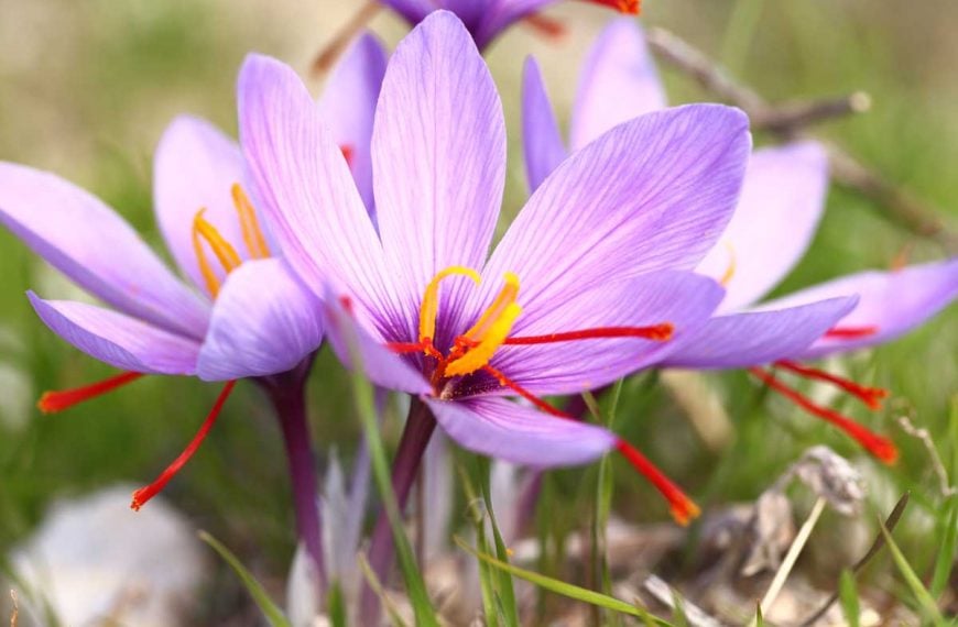 How to Grow and Harvest Saffron Crocus Flowers