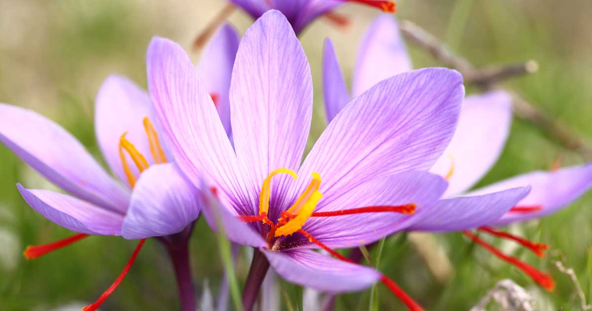 How to Grow and Harvest Saffron Crocus Flowers