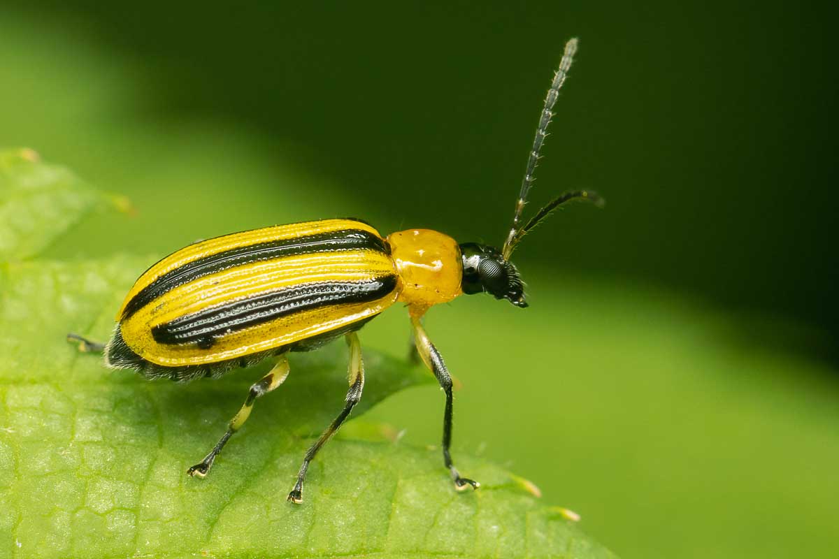 Macro image of striped cucumber beetle resting on a green leaf.