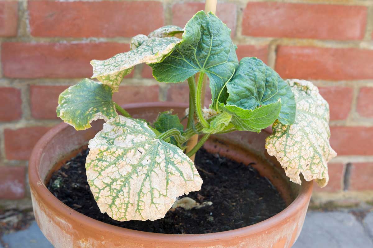 Mosaic virus on the leaves of a potted cucumber plant.