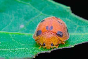Macro image of a Mexican bean beetle crawling on a leaf.