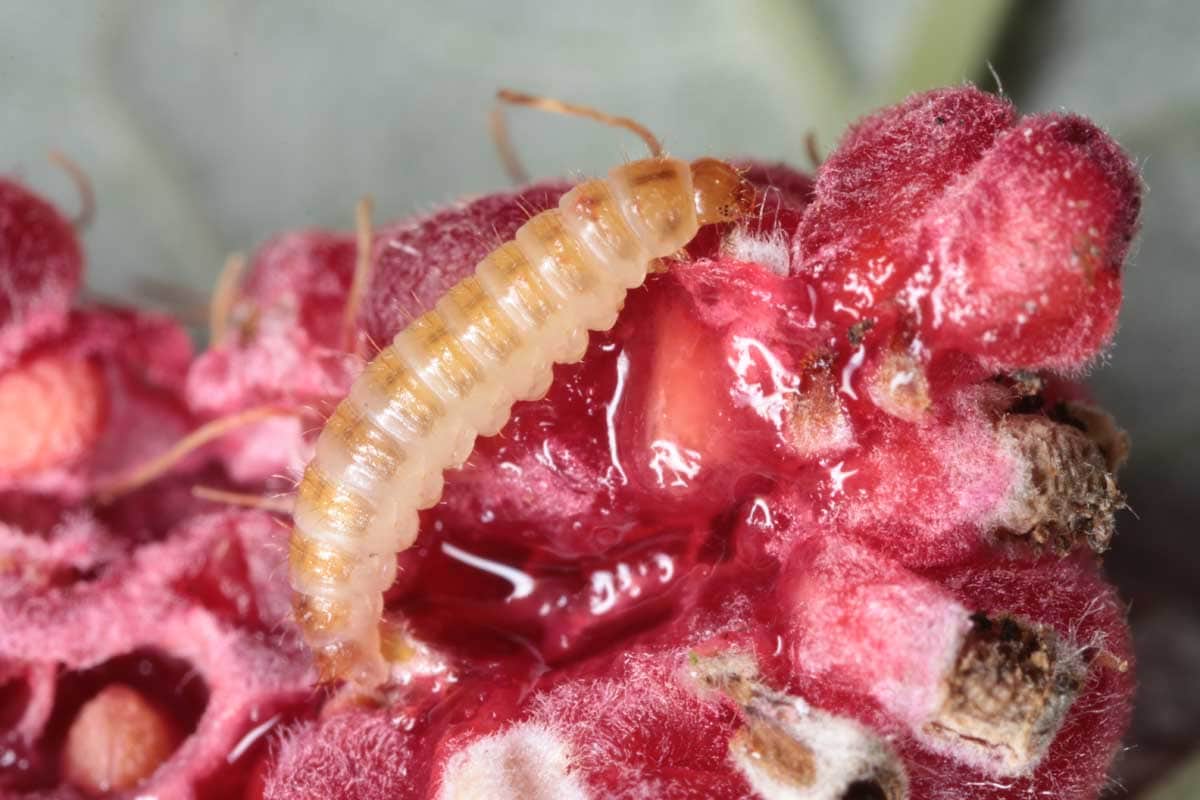 Larva of the raspberry beetle (Byturus spp.) on damaged raspberry fruit.