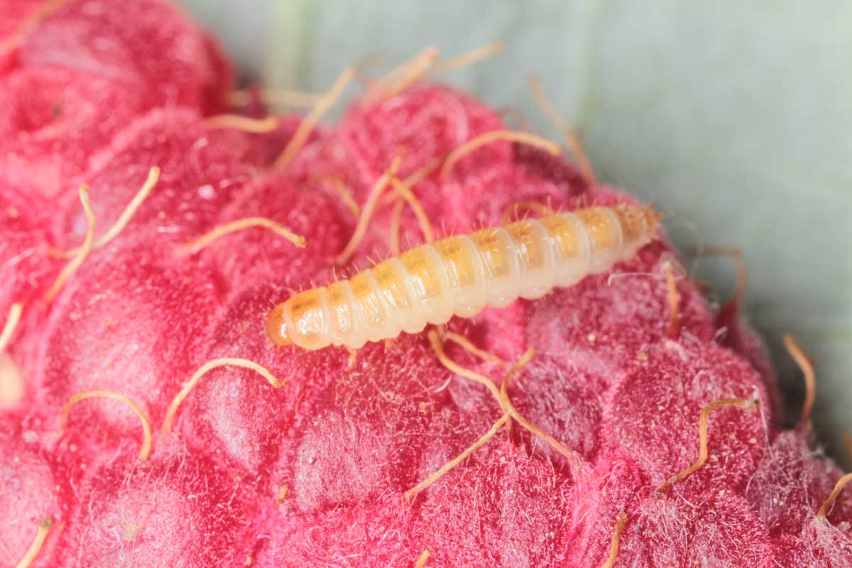 Macro photo of a larva of the raspberry beetle (Byturus tomentosus) on a raspberry fruit.
