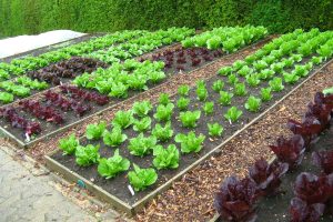 Well kept and tidy vegetable garden with rows of lettuce.