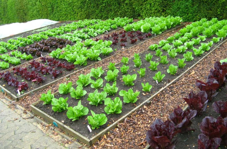 Well kept and tidy vegetable garden with rows of lettuce.