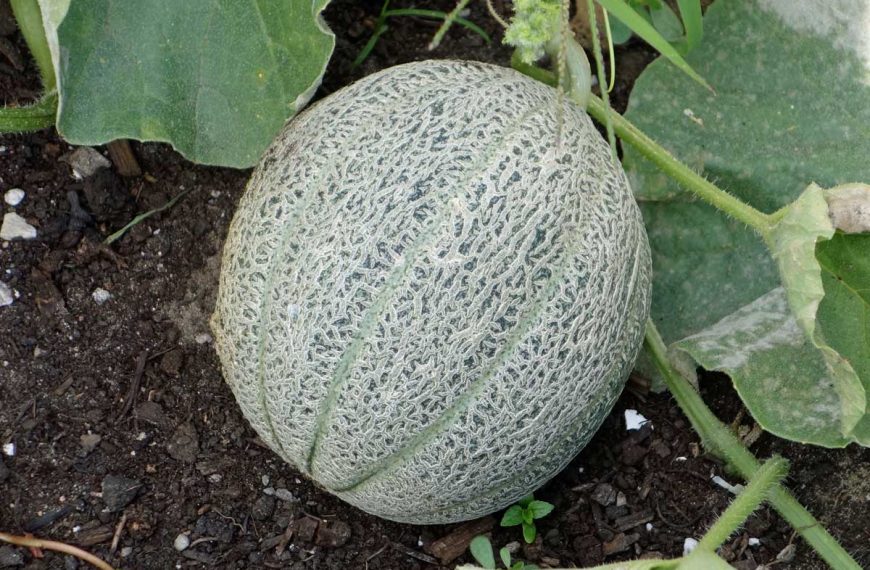 How to Plant and Grow Cantaloupes