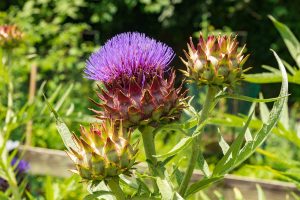 A purple cardoon or artichoke thistle in bloom in a backyard garden.