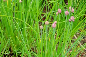 Chives growing in a herb garden.
