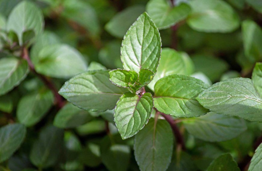 How to Plant and Grow Chocolate Mint