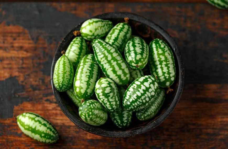 How to Plant and Grow Cucamelons (Mexican Sour Gherkins)