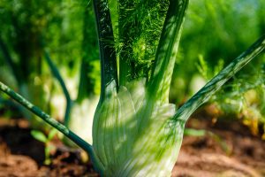 Green bulb fennel growing in a veggie garden.