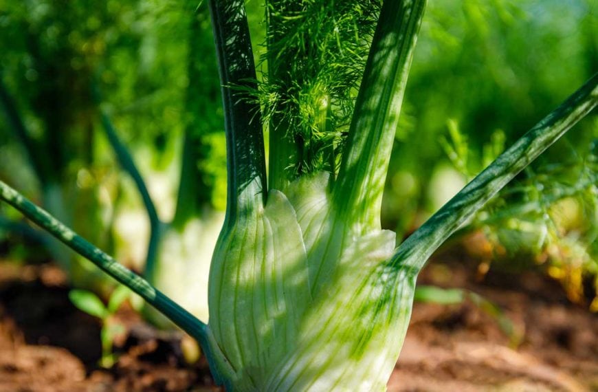 How to Plant and Grow Fennel