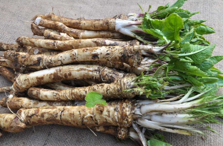 Freshly harvested horseradish roots with leaves.