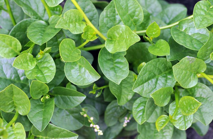 How to Plant and Grow Malabar Spinach