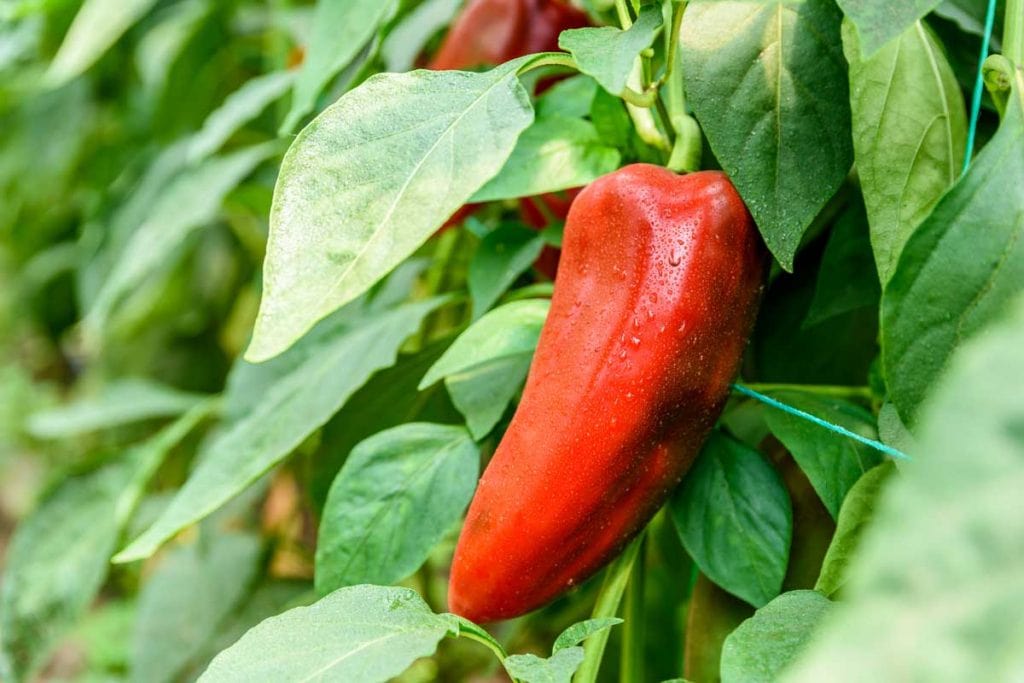 case study 1 fruit production in paprika peppers