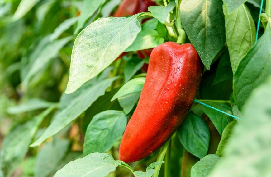 How to Plant and Grow Paprika Peppers