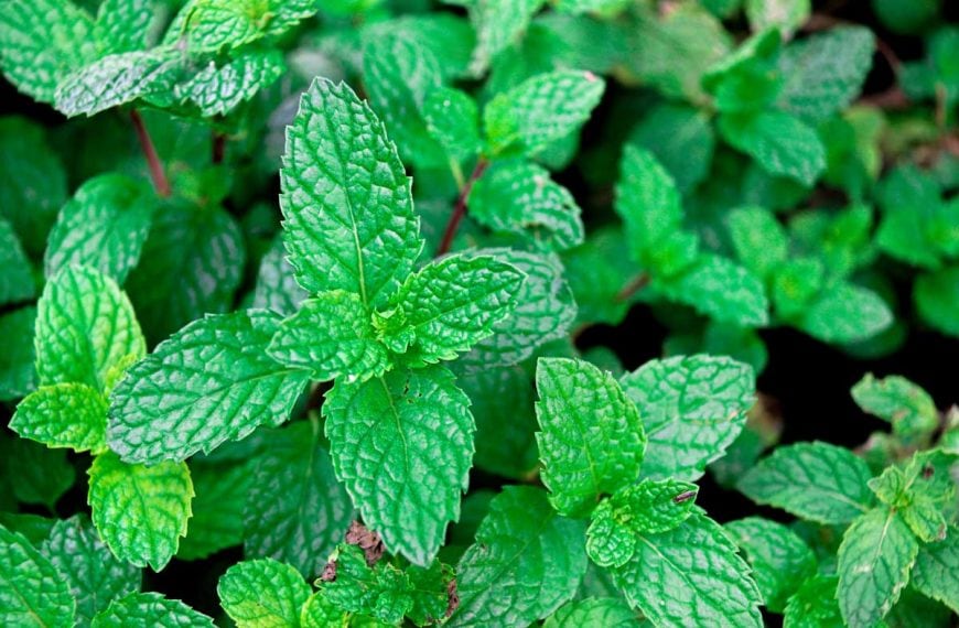 How to Plant and Grow Peppermint at Home